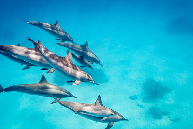 Diving bucket list, Dolphins