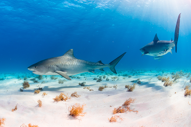 Diving bucket list, Tiger beach