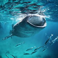 Diving bucket list, Whale shark