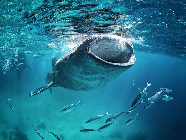 Diving bucket list, Whale shark