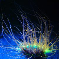 Expand your diving to Fluorescence diving