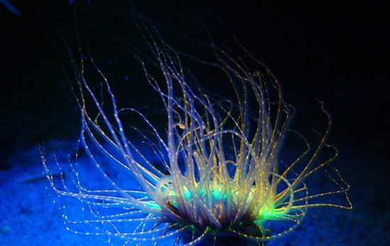 Expand your diving to Fluorescence diving