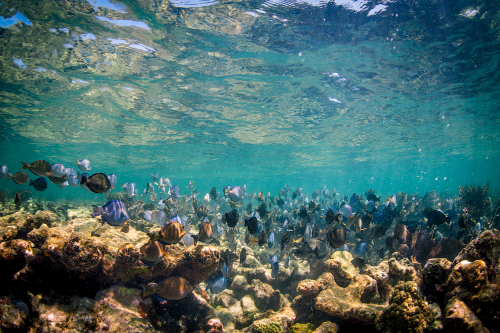 Fish swim on the reef in the sanctuary. Photo: Matt McIntosh/NOAA