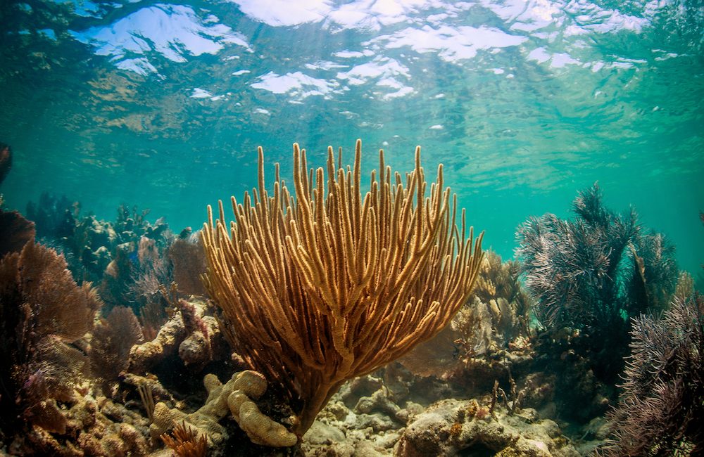 Diving the Florida Keys National Marine Sanctuary