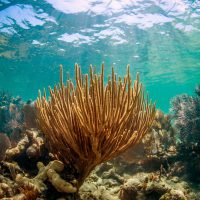 Florida Keys National Marine Sanctuary protects the only living barrier reef in the continental United States. Photo: Matt McIntosh | NOAA