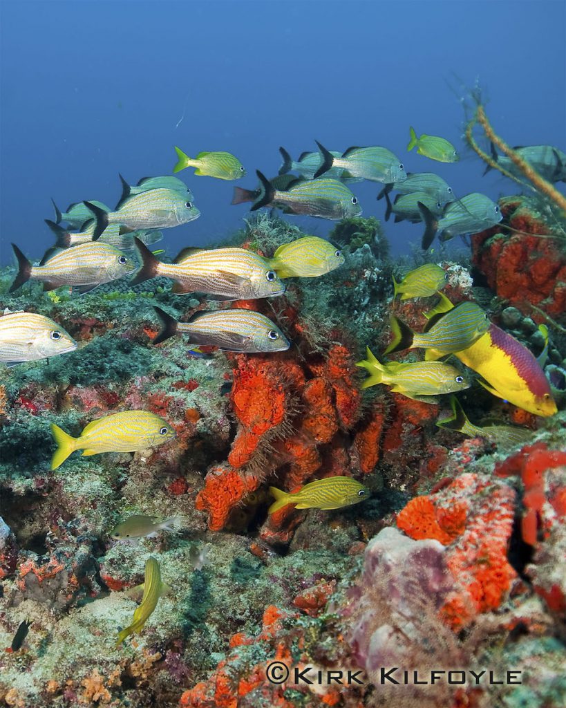 A mixed school of grunts and other fishes seeking refuge on a reef in Palm Beach County, Florida Photo: © Kirk Kilfoyle, Shark Team One