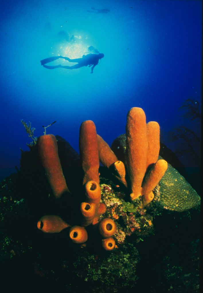 Sponges were once a profitable commercial venture in the Florida Keys. The industry is much smaller today. Photo: NOAA