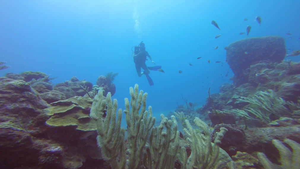 scuba diving in saba