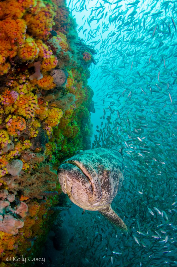 Goliath grouper during spawning season on the M/V Castor wreck off the coast of Boynton Beach, Florida Photo: © Kelly Casey, Shark Team One