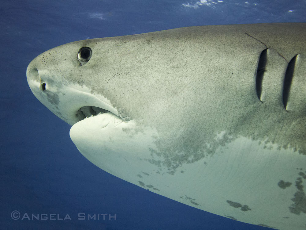 Tiger sharks are threatened with extinction and susceptible to death after catch and release recreational fishing Photo: © Angela Smith, Shark Team One