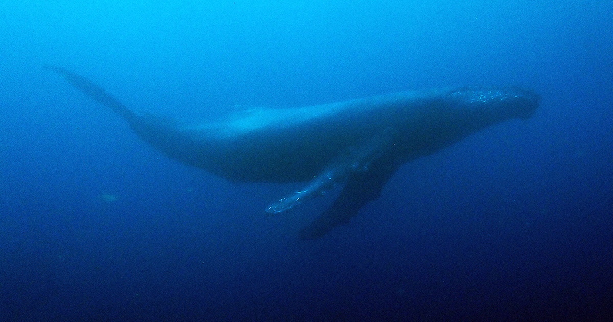 八丈島の人気スポット「ナズマド」にザトウクジラが登場！