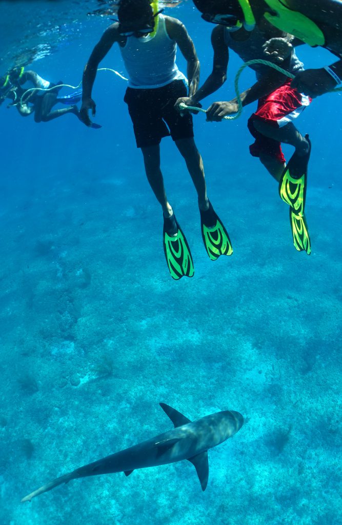 Students from Bimini freediving with Caribbean reef sharks. Photo: Jillian Morris