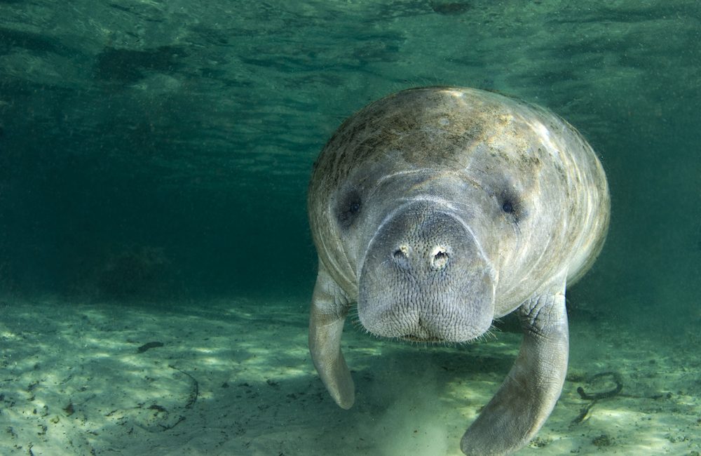 10 Underwater Bucket List Experiences in Florida