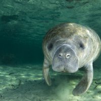 Shutterstock A Cotton Photo Manatee Crystal River Florida
