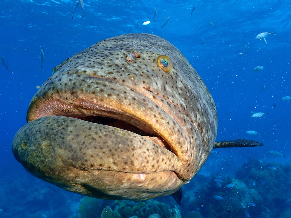 shutterstock a goliath grouper underwater in Florida