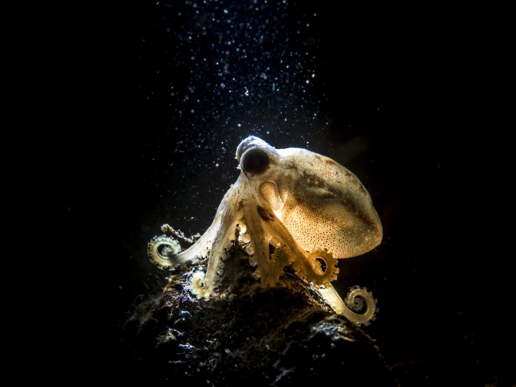 Mototi Octopus in Tulamben, Bali. Photo: Tony Cherbas