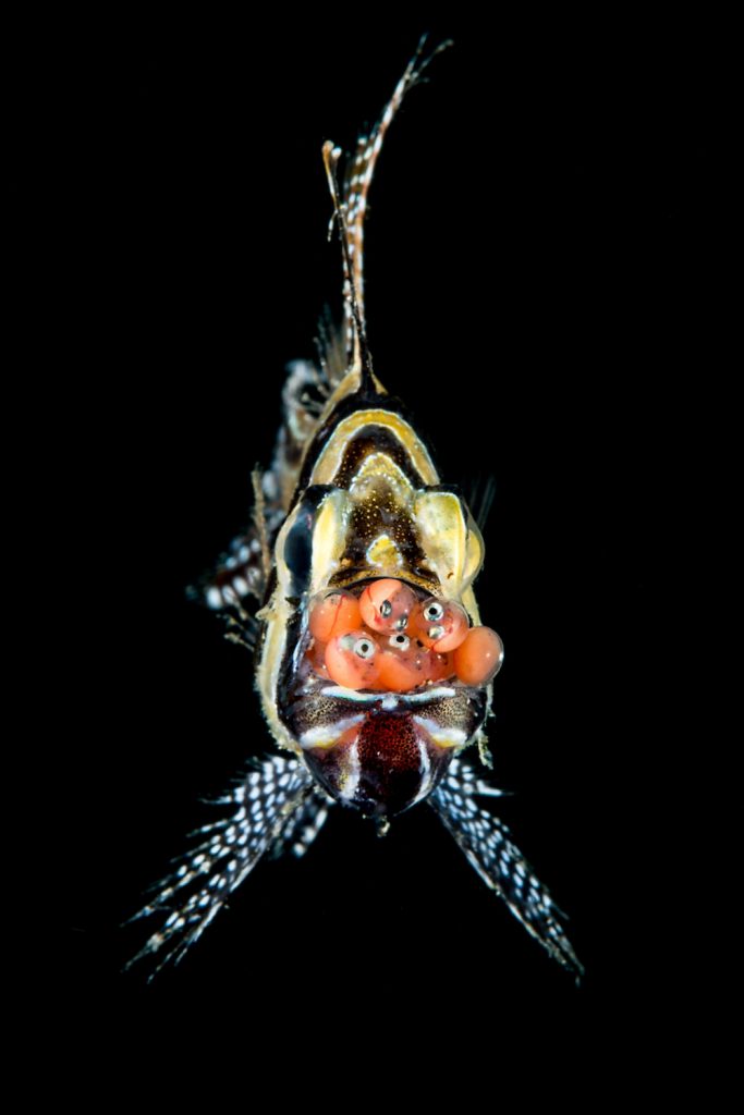 Cardinalfish in Lembeh, Indonesia. Photo: Paolo Bausani