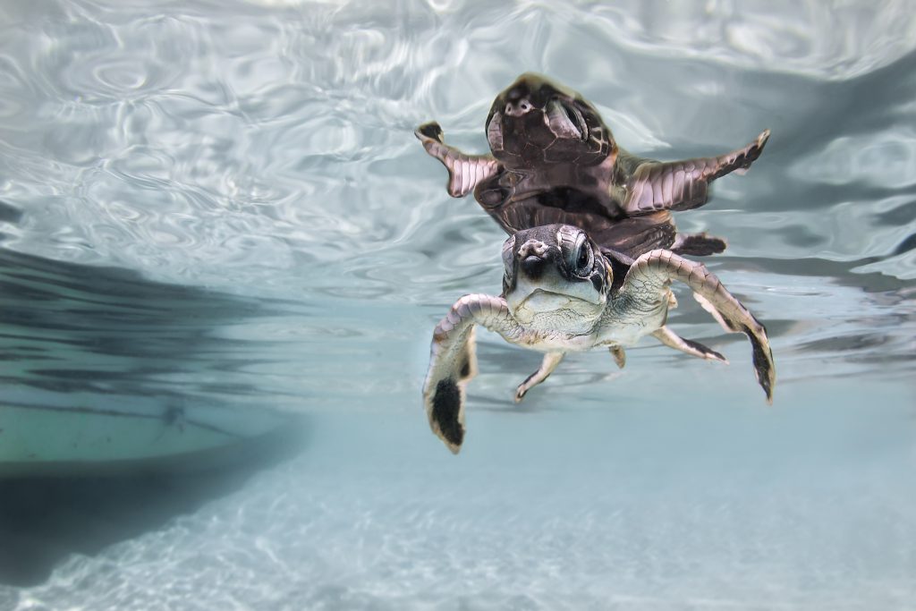 Turtle in Sangalaki, Borneo. Photo: Massimo Zannini 