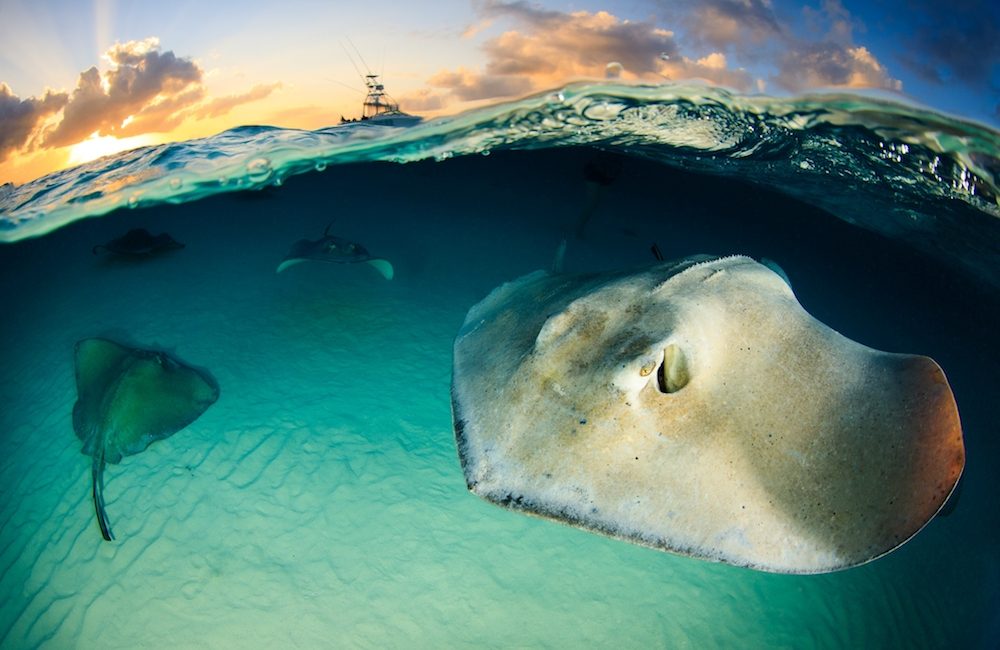 Scubashooters – A Network for Underwater Photographers Worldwide