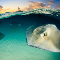 Stingray in Grand Cayman. Photo: Yen-Yi Lee