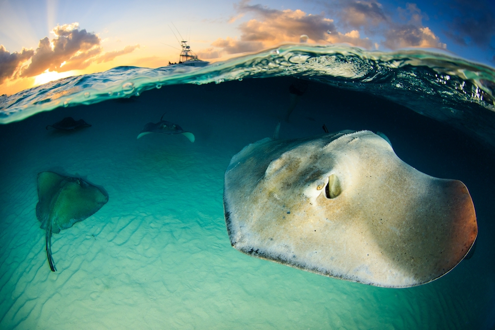 Stingray in Grand Cayman. Photo: Yen-Yi Lee