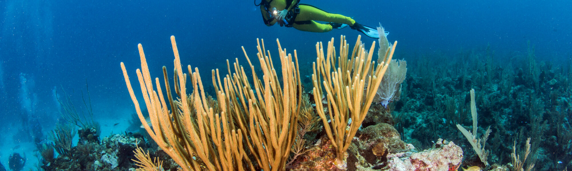 Jacques Cousteau(자크쿠스토)가전세계에서가장좋아하는다이빙행선지