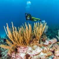 The Top 5 Scuba Diving Destinations in April - Belize