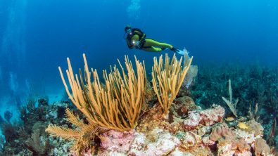 The Top 5 Scuba Diving Destinations in April - Belize