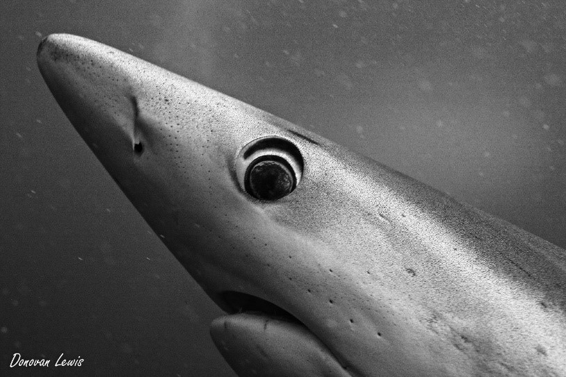 Blue Shark Donovan Lewis