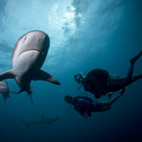 two divers explore a dive site
