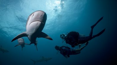 two divers explore a dive site