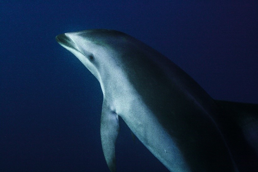 Dolphin Donovan Lewis