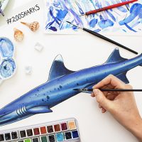 White tip reef shark WIP