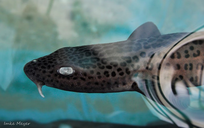 Leopard catshark Imke Meyer