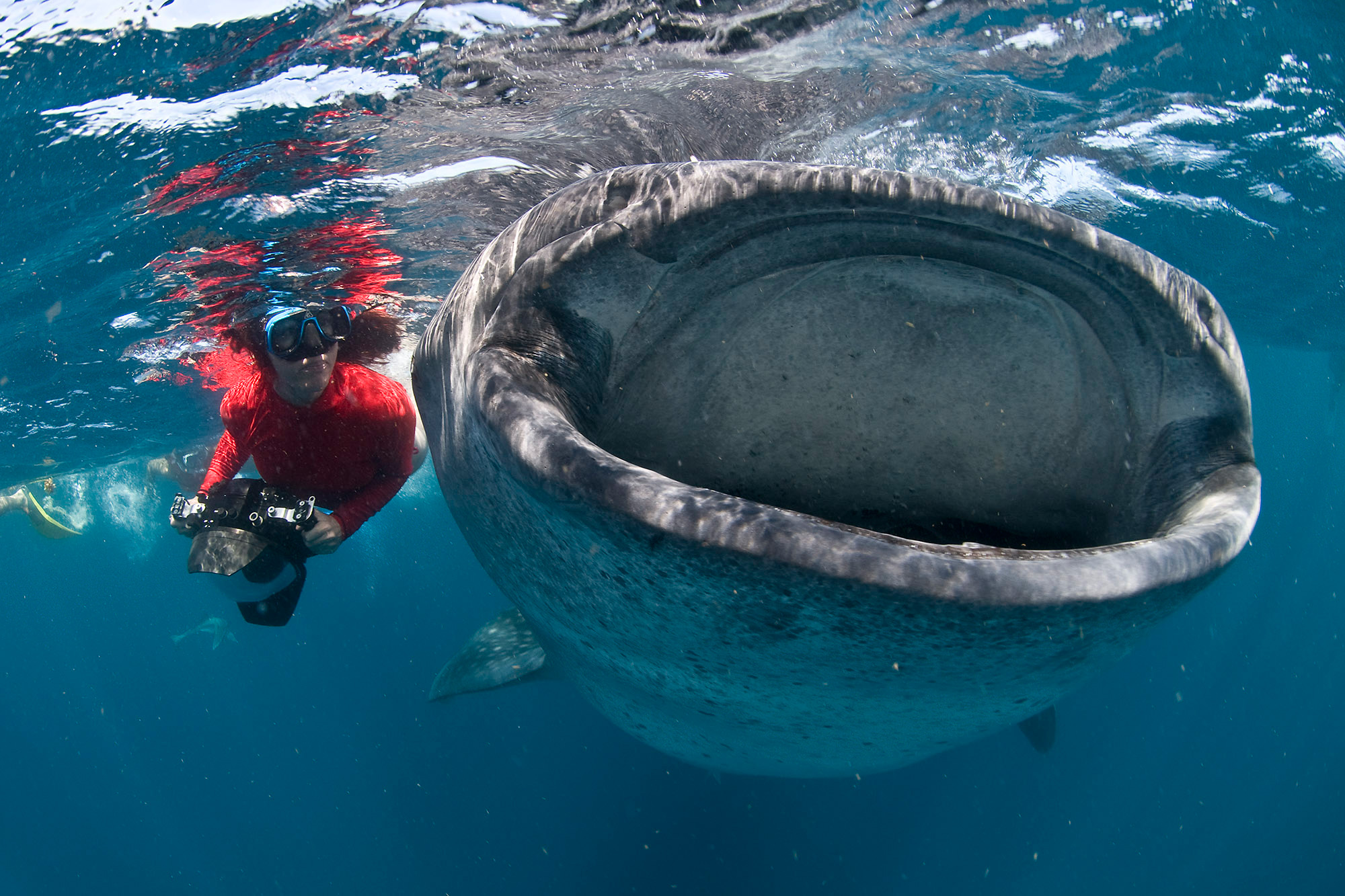 Lesley Rochat, the shark warrior photographing a whale shark