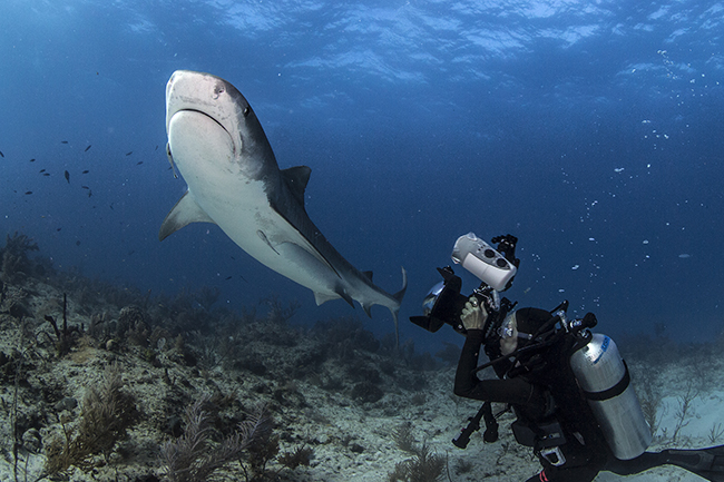 Underwater photography with the shark warrior!