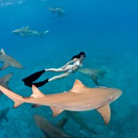 Sharks | Lesley with Lemon sharks
