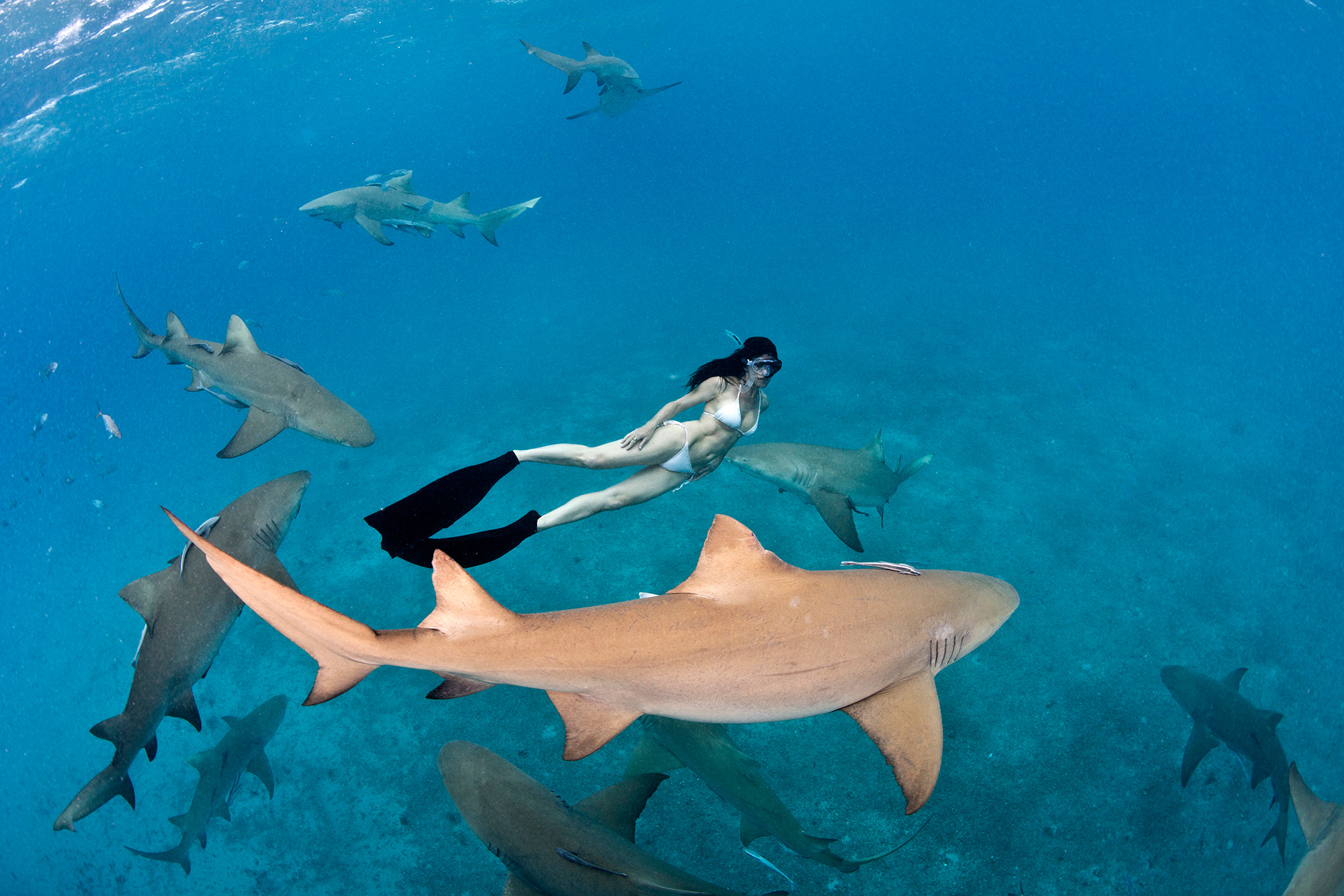 A freediver swims alongside a lemon shark in Jupiter, one of the best Florida shark diving destinations for this species