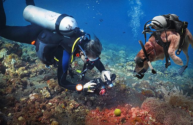 PADI Pet Specialty Blog image