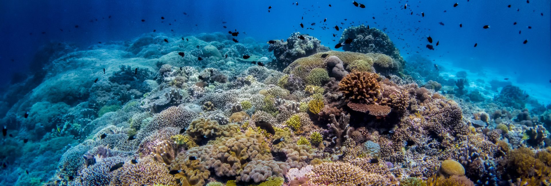 A Diving Love Affair: The Journey From Hobbyist to PADI Professional