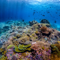 The Top 5 Scuba Diving Destinations in April - Philippines