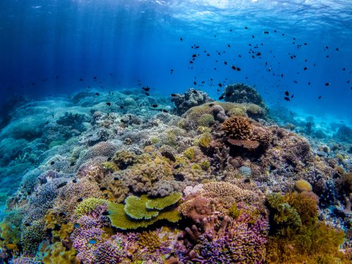 The Top 5 Scuba Diving Destinations in April - Philippines