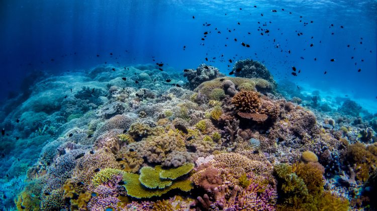 The Top 5 Scuba Diving Destinations in April - Philippines