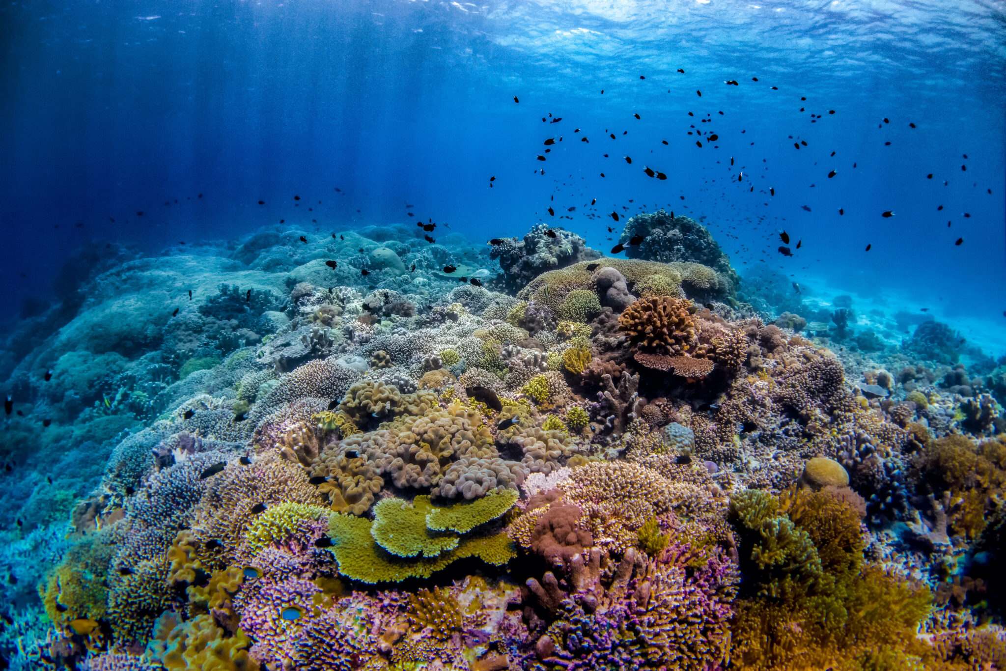 A stunning and colorful photo of a coral reef and fish in the Philippines, one of the best tropical vacation spots in April