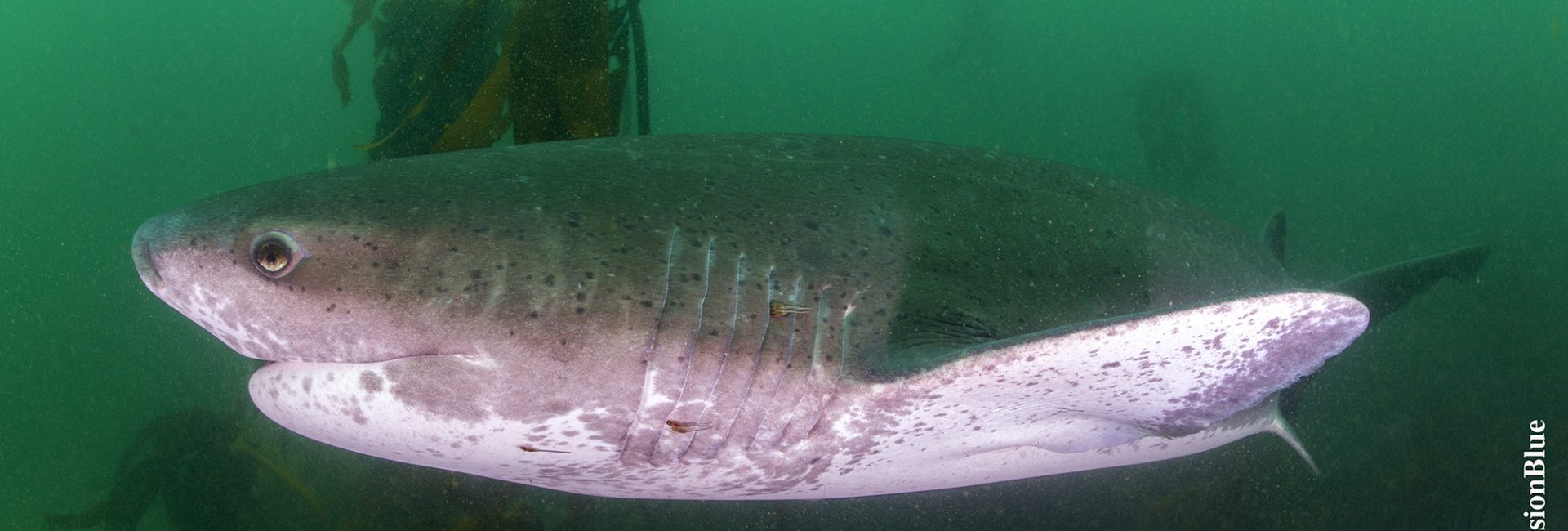 Mission Blue Hope Spot: False Bay