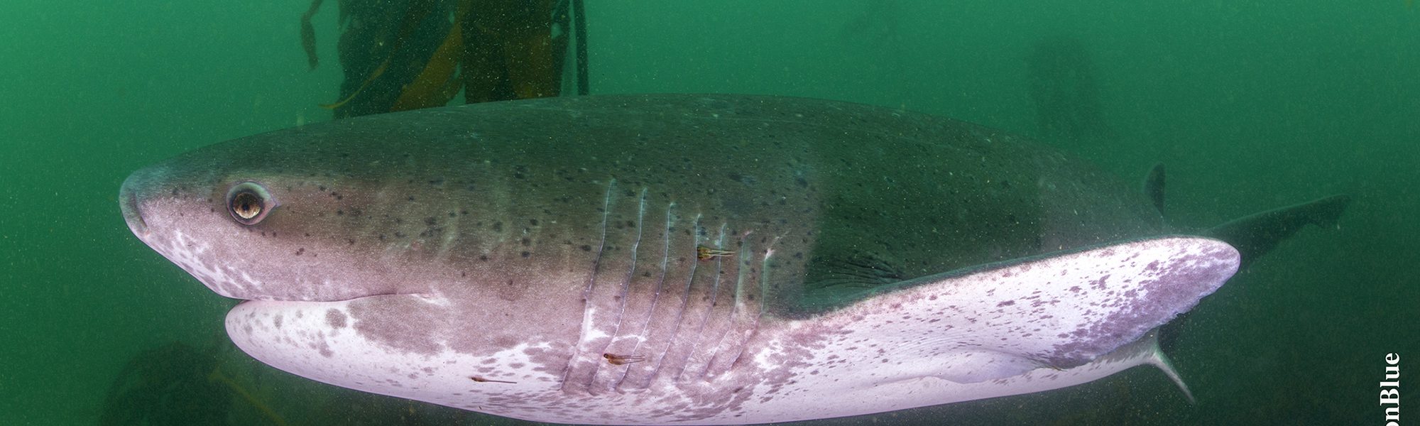 Mission Blue Hope Spot: False Bay