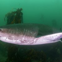 Seven Gill Shark False Bay Hope Spot (c)Kip Evans Mission Blue