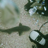 Shark Conservation in South Africa