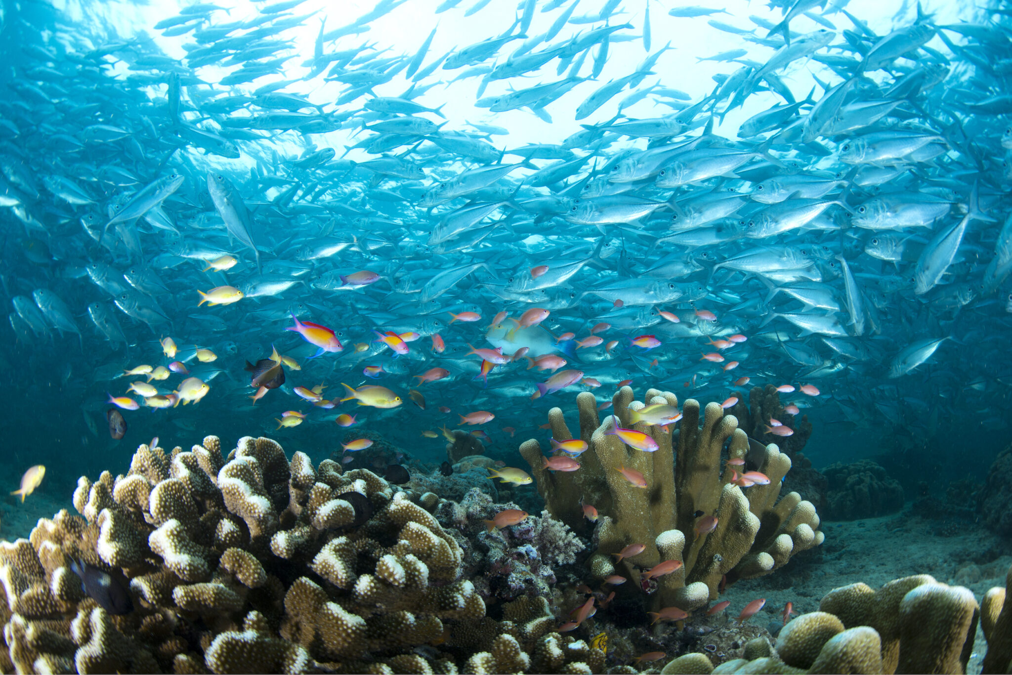 Cousteau's favorite dive - Sipadan