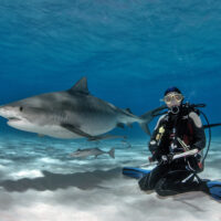The Top 5 Scuba Diving Destinations in April - Tiger Beach Bahamas